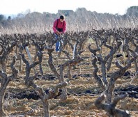 Ivo Ferreira - Vigneron - Domaine L'Escarpolette - Taille d'Hiver